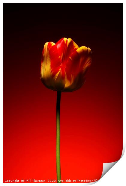 A single beautiful variegated yellow and red tulip Print by Phill Thornton