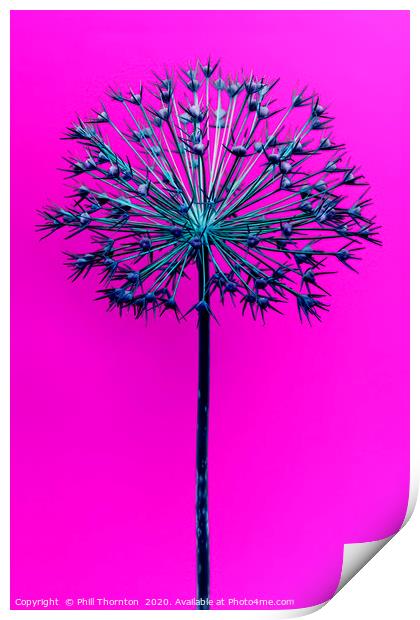 Abstract Allium No.1 Print by Phill Thornton