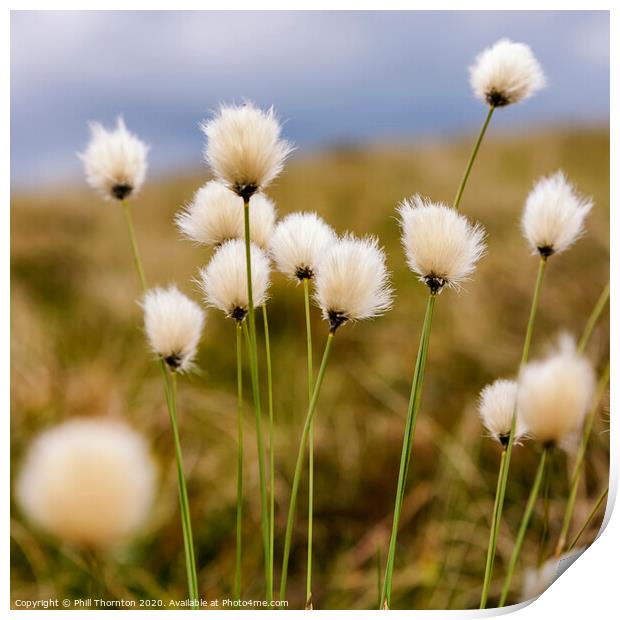 Hare's tail Cotton Grass in the Scottish Moorland Print by Phill Thornton