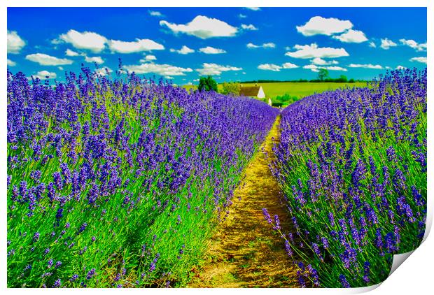 Snowshill Lavender Farm Print by Scott Paul