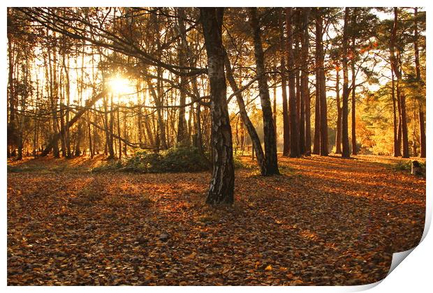 Horsell Common at twilight in autumn Print by Steve Mantell