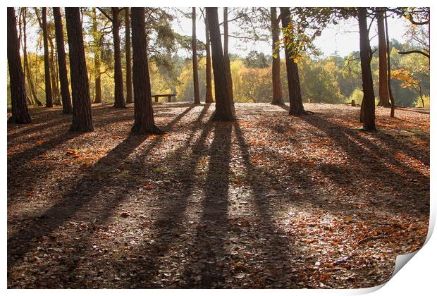 Autumn woodland tree shadows Print by Steve Mantell