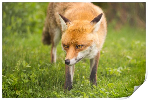 Fox in nature Print by Steve Mantell