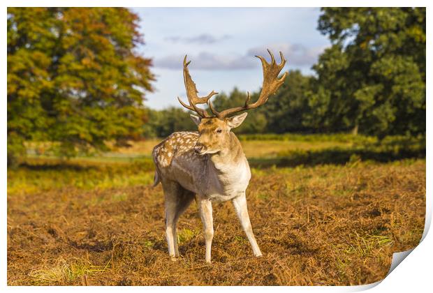 Fallow deer autumn nature reserve Print by Steve Mantell