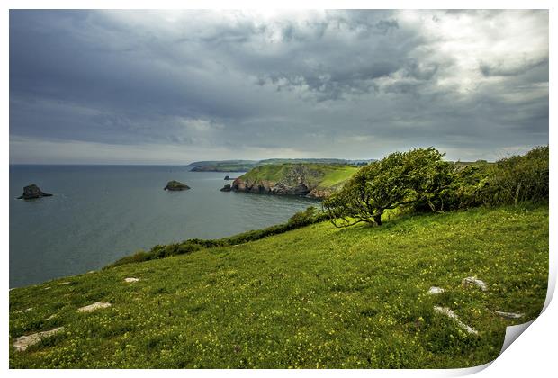 Berry Head nature reserve Print by Steve Mantell