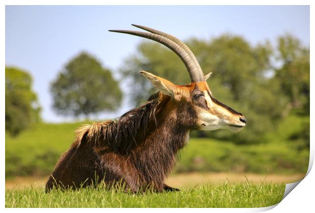 African Sable Antelope  Print by Steve Mantell