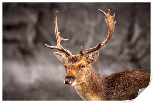 Young and handsome deer Print by Steve Mantell