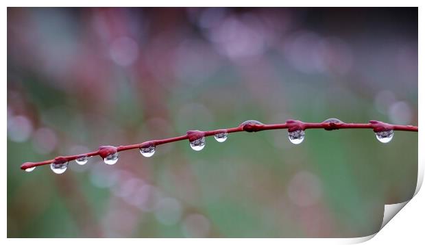Rain drops on a Branch Print by Susan Snow