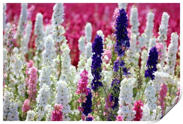 A field of Delphiniums Print by Susan Snow