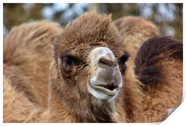 Bactrian camel Print by Susan Snow