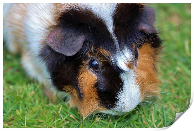 Gorgeous Abyssinian Guinea Pig Print by Susan Snow