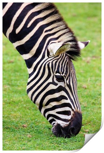 Zebra Print by Susan Snow
