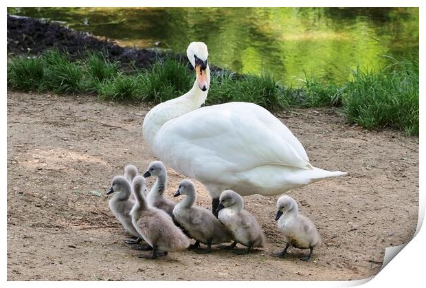 Swan and Cygnets Print by Susan Snow