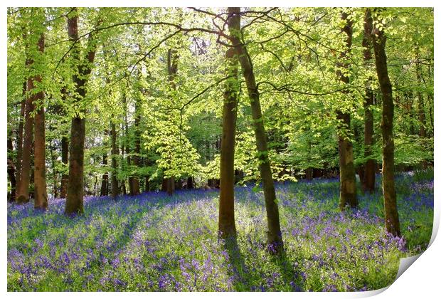 Cotswolds Bluebell Wood Print by Susan Snow