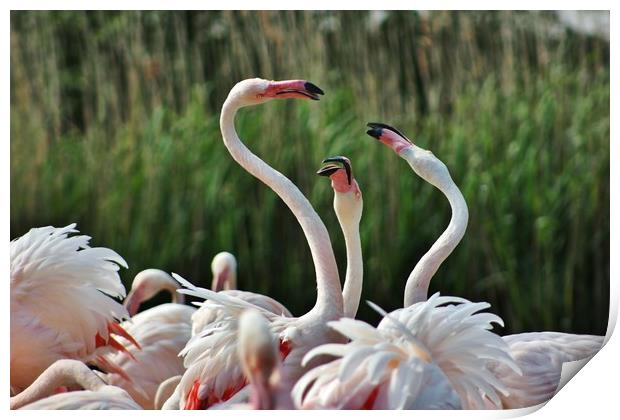 Playful Greater Flamingos Print by Susan Snow