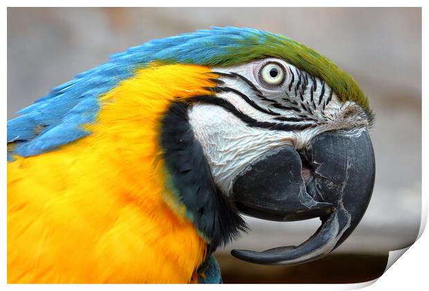 Blue and Gold Macaw Parrot Print by Susan Snow