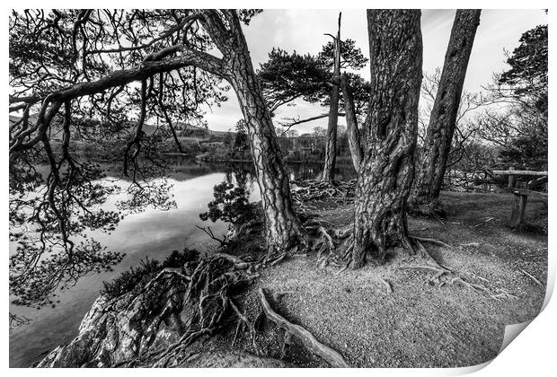 Bark & Tree roots of derwent Print by Mike Hughes