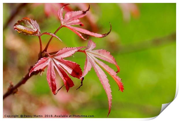Vibrant Red Maple Leaf Print by Penny Martin