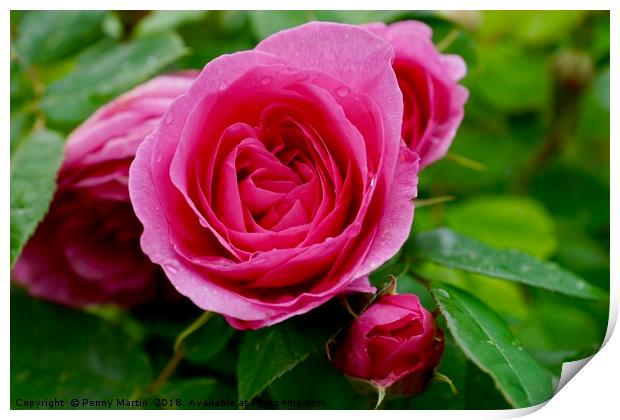 Large Pink Rose Print by Penny Martin