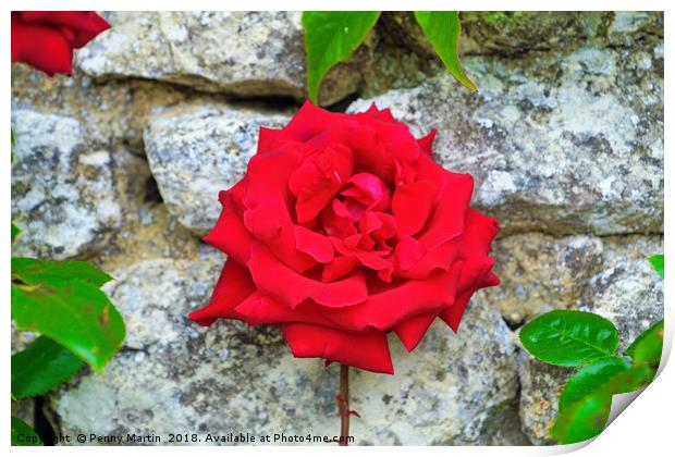 Single Red Rose on Wall Print by Penny Martin