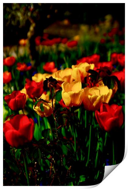 Colourful Tulips Print by Penny Martin