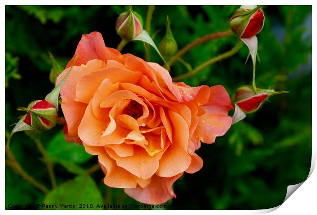 Stunning peach/orange rose and rose buds Print by Penny Martin