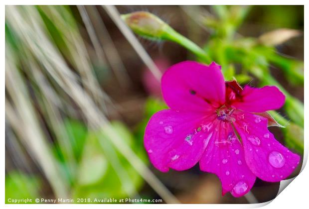 Vibrant pink flower petals with raindrops Print by Penny Martin
