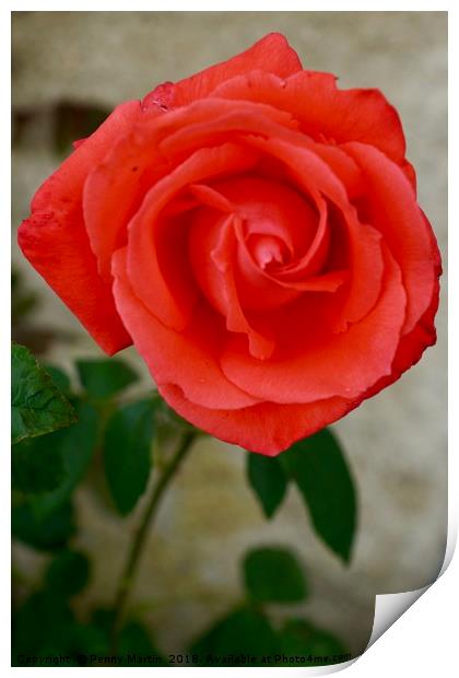 Orange Red Rose Print by Penny Martin