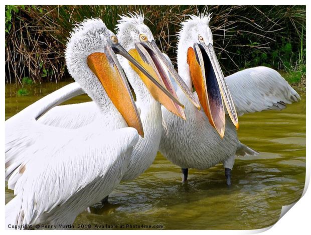 The Three Tenors (Pelicans) Print by Penny Martin