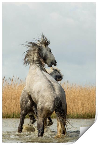 Stallions fighting  Print by Ruth Baldwin