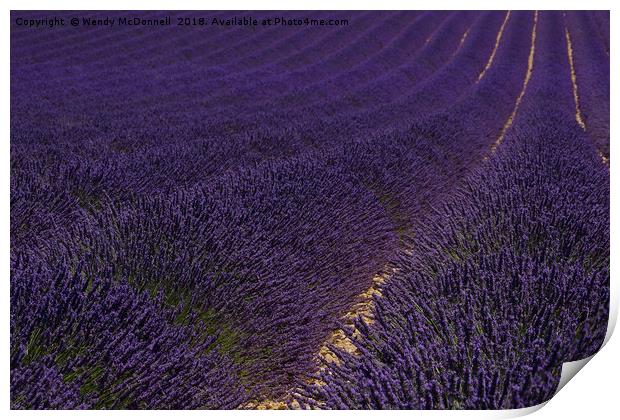 Lavender fields in Provence, France  Print by Wendy McDonnell