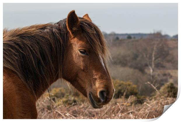  Wildlife image captured in The New Forest #2 Print by Stewart Arnold