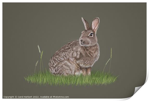 Wild Rabbit Drawing Print by Carol Herbert