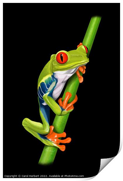 Red Eyed Tree Frog Original Art Print by Carol Herbert