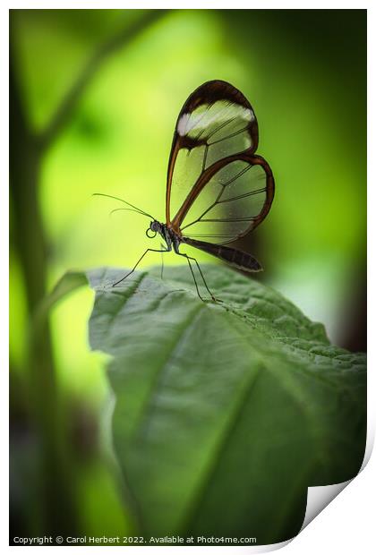 Glasswing Butterfly on a Leaf Print by Carol Herbert