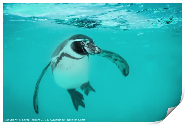 Humboldt Penguin Swimming Underwater Print by Carol Herbert