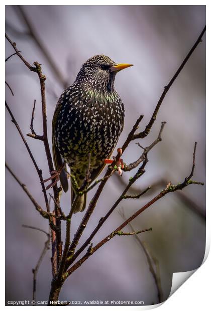 Single British Starling Print by Carol Herbert