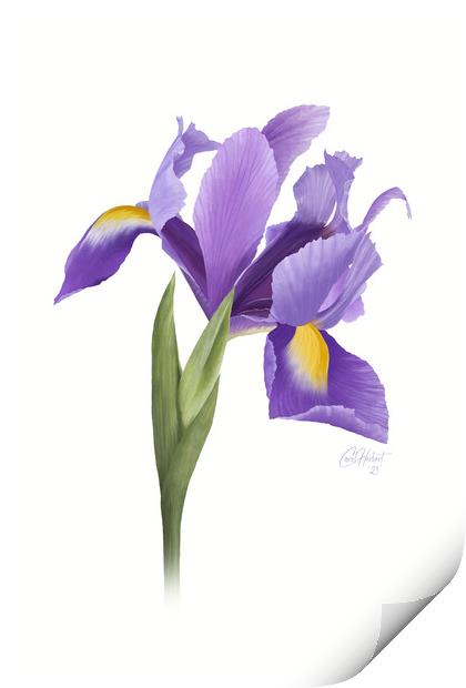 Iris Flower Original Artwork Print by Carol Herbert