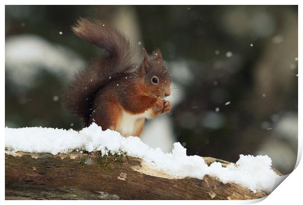 Red Squirrel in the Snow (Aberdeenshire, Scotland) Print by Claire Cameron