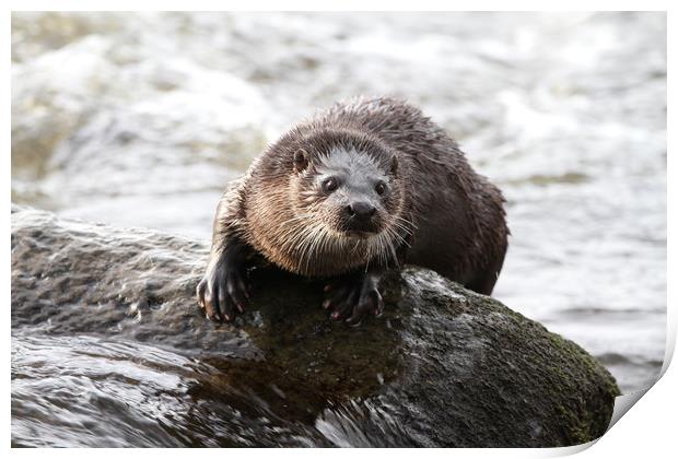 Otter in the river (Aberdeen, Scotland) Print by Claire Cameron