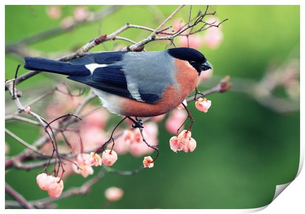 Bullfinch with pink berries Print by Claire Cameron
