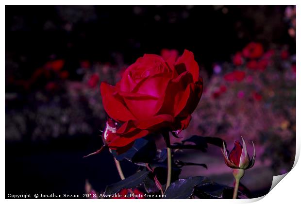 Red Rose of Lancashire Print by Jonathan Sisson