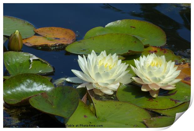 Water Lilies Print by Karen Spence