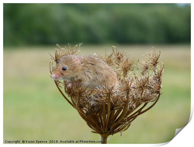 Field mouse and seed head Print by Karen Spence