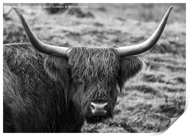 Highland cattle Print by David Thurlow