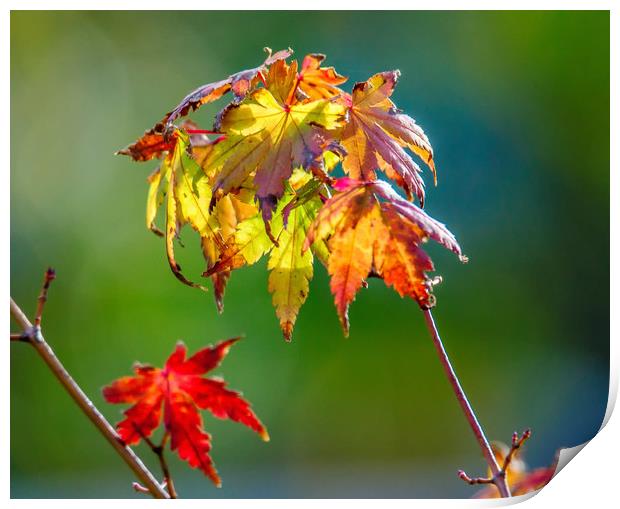 Autumn Maple Leaves Print by Gary chadbond