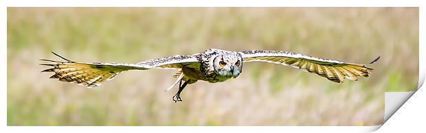 European eagle-owl Print by Gary chadbond