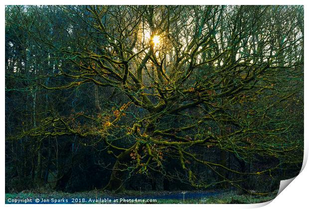 Sunbeams through bare trees Print by Jon Sparks