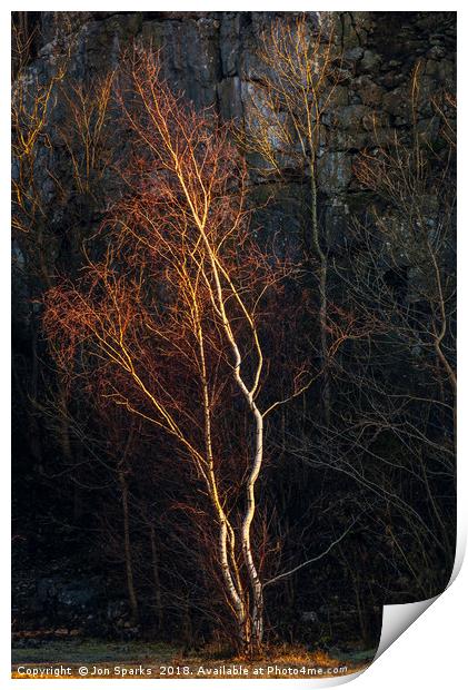 Birch tree and rockface Print by Jon Sparks