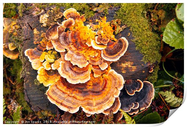 Fungi on tree-stump Print by Jon Sparks